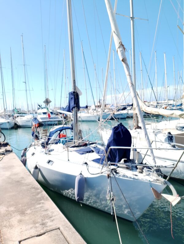 Harmony 31